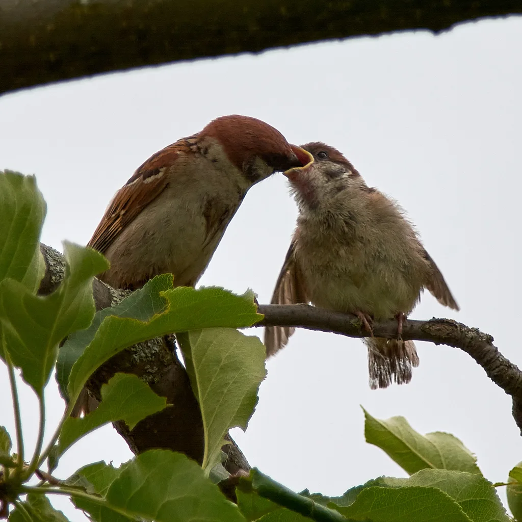 麻雀(Passer montanus)