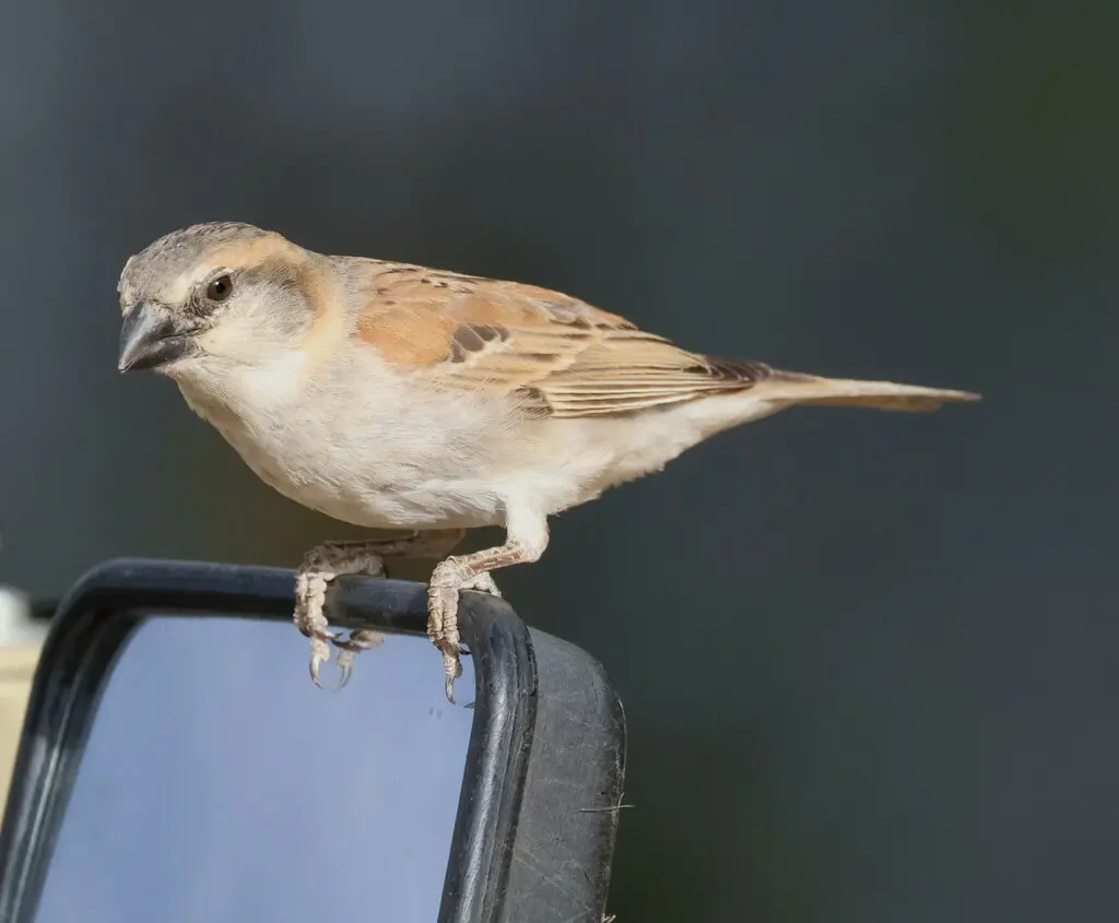 棕麻雀(Passer motitensis)