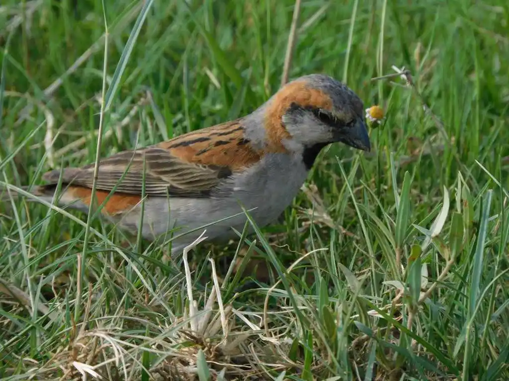 棕麻雀(Passer motitensis)