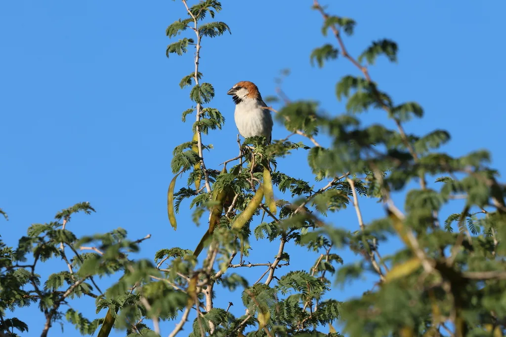 棕麻雀(Passer motitensis)