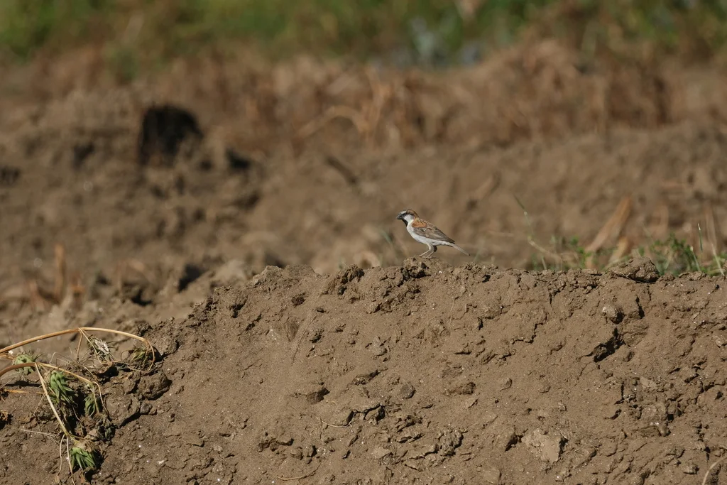 棕麻雀(Passer motitensis)