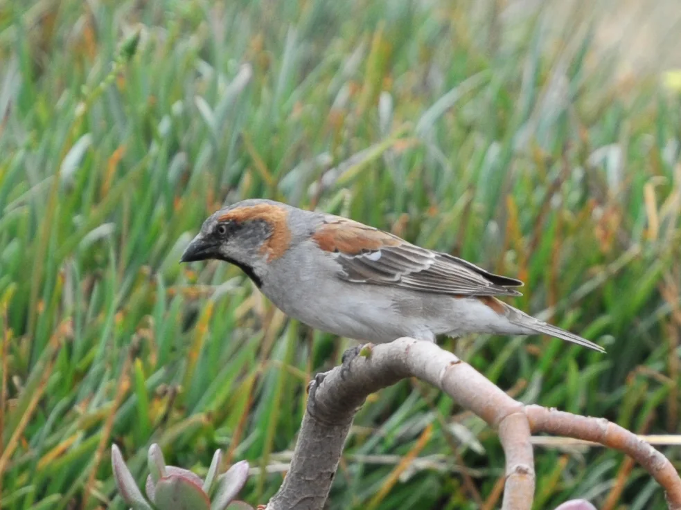 肯尼亚麻雀(Passer rufocinctus)