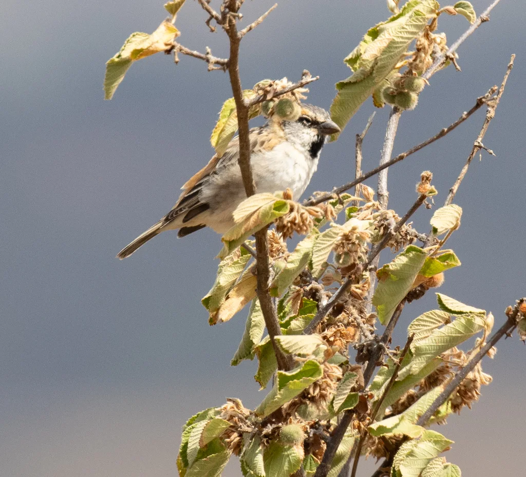 白尼罗河麻雀(Passer shelleyi)