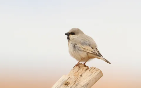 荒漠麻雀