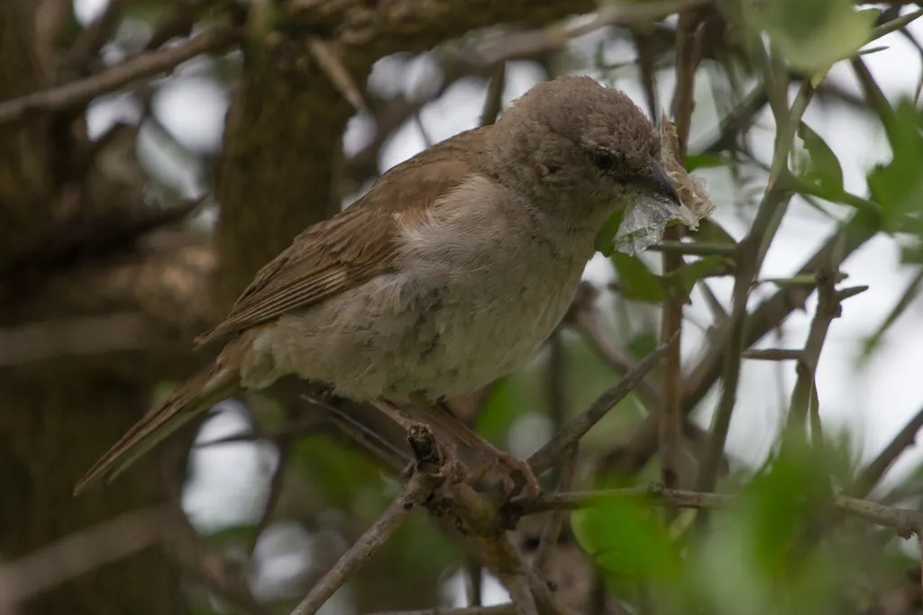 东非麻雀(Passer suahelicus)