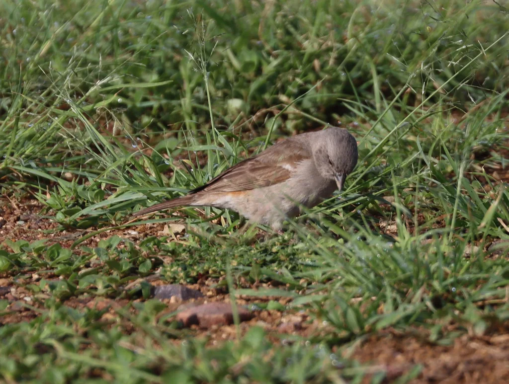 东非麻雀(Passer suahelicus)