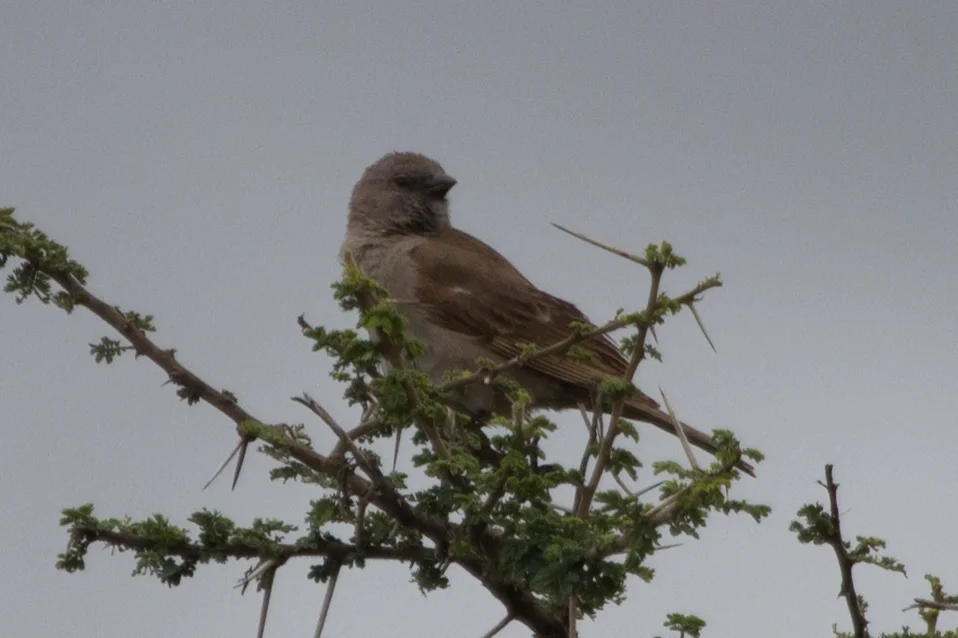 东非麻雀(Passer suahelicus)
