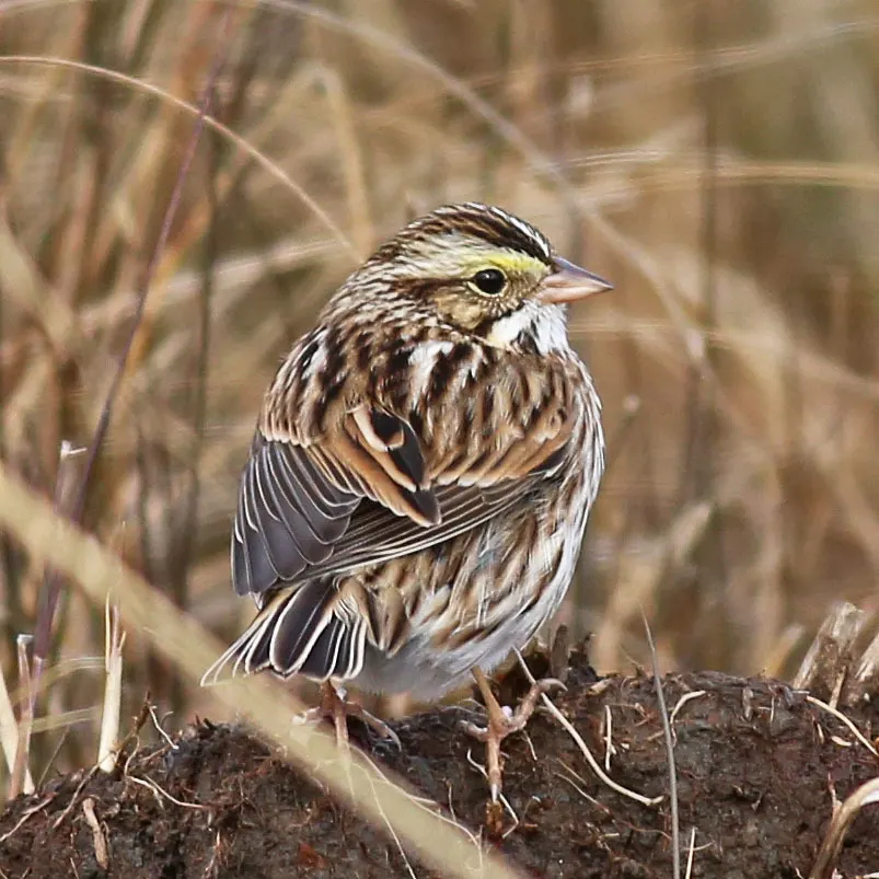 稀树草鹀(Passerculus sandwichensis)