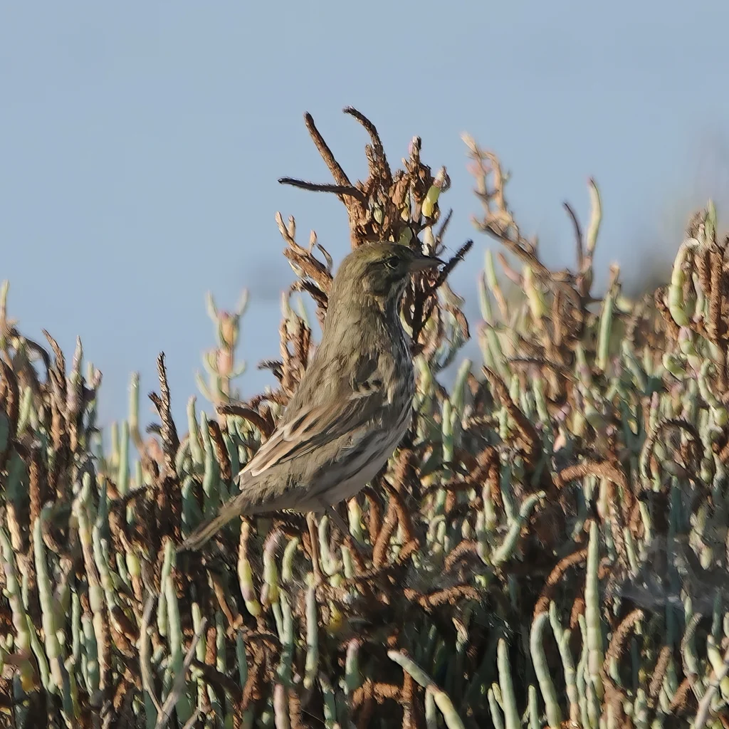 稀树草鹀(Passerculus sandwichensis)