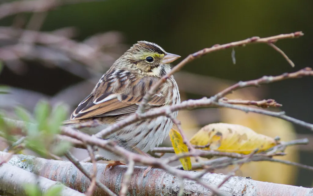 稀树草鹀(Passerculus sandwichensis)