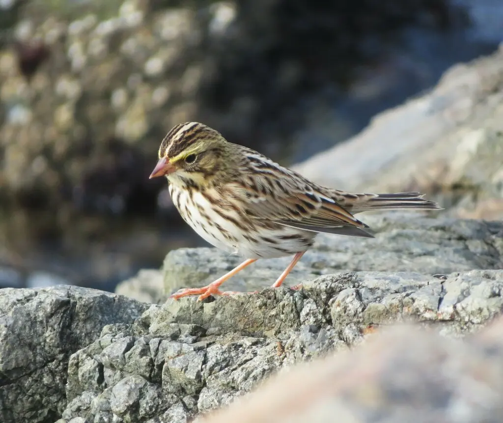 稀树草鹀(Passerculus sandwichensis)