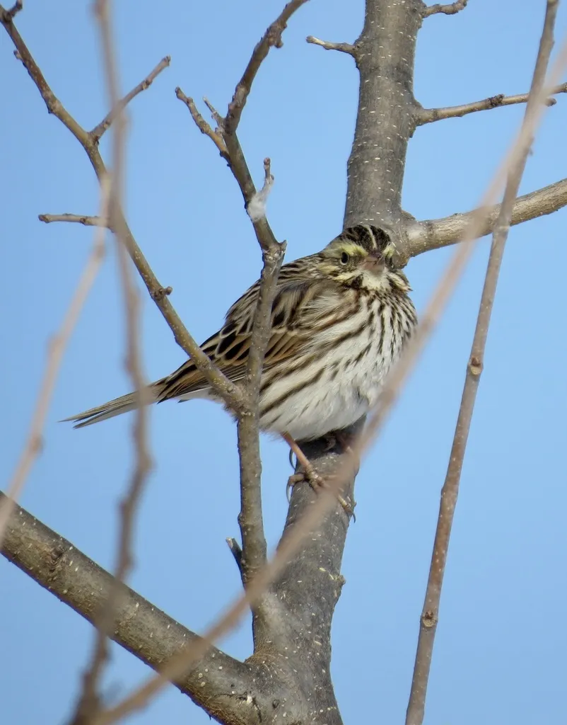 稀树草鹀(Passerculus sandwichensis)