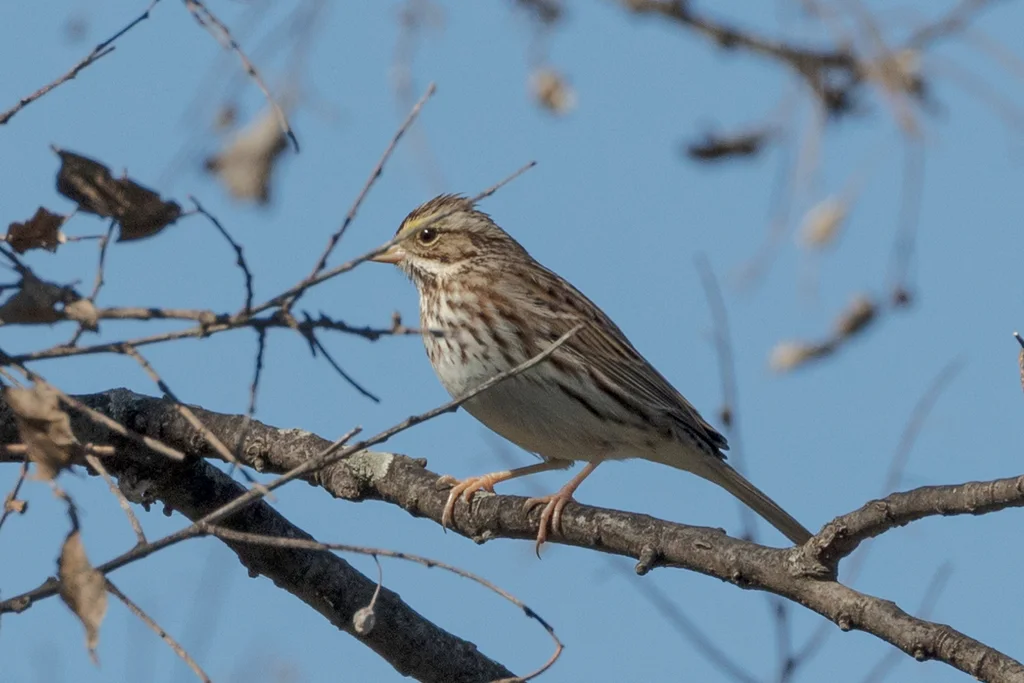 稀树草鹀(Passerculus sandwichensis)