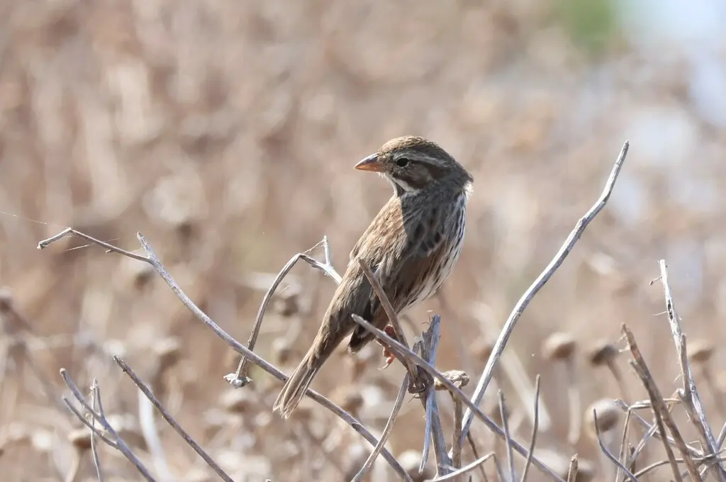 稀树草鹀(Passerculus sandwichensis)