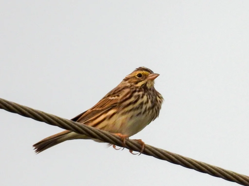 稀树草鹀(Passerculus sandwichensis)