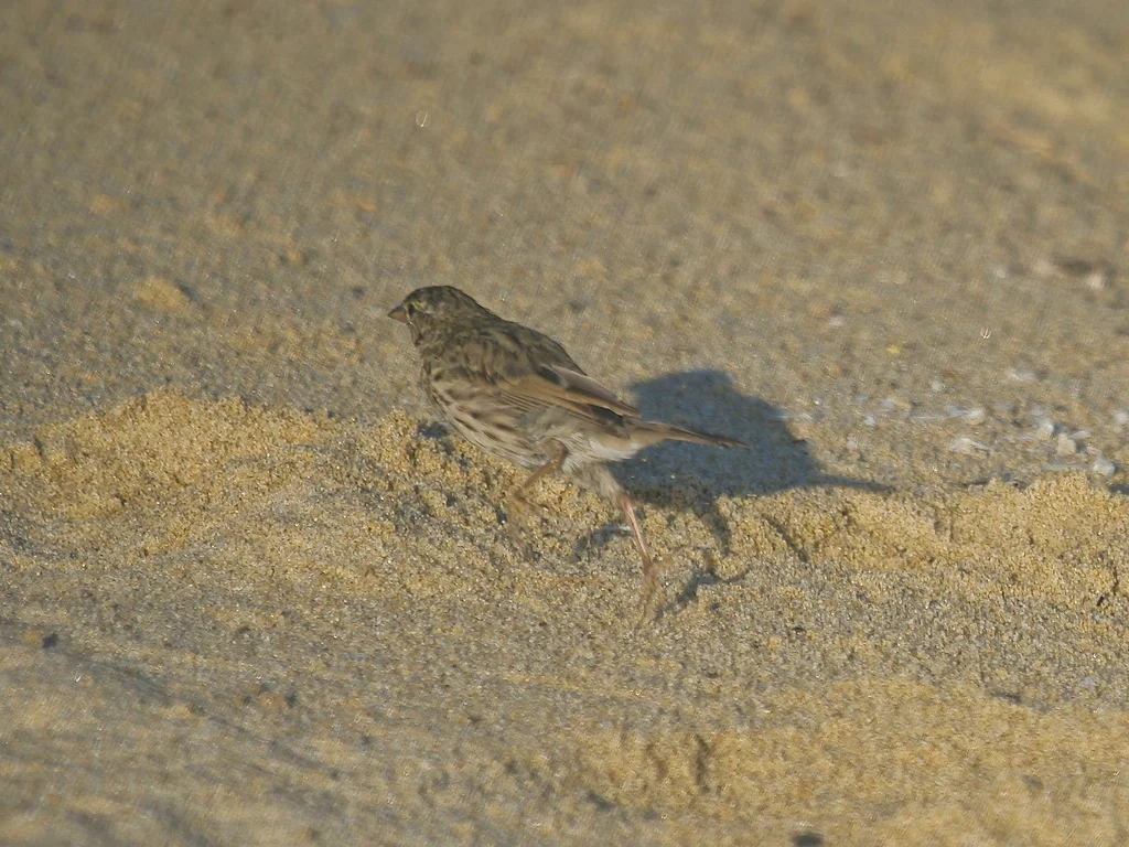 稀树草鹀(Passerculus sandwichensis)