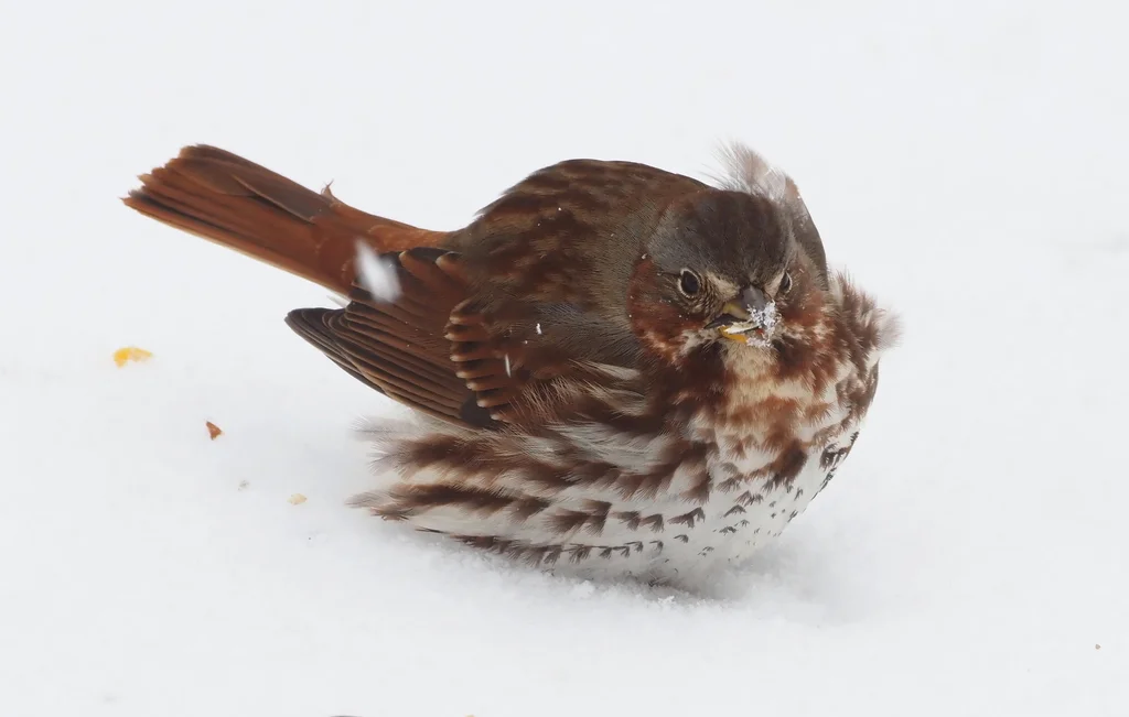 狐色雀鹀（Passerella iliaca）