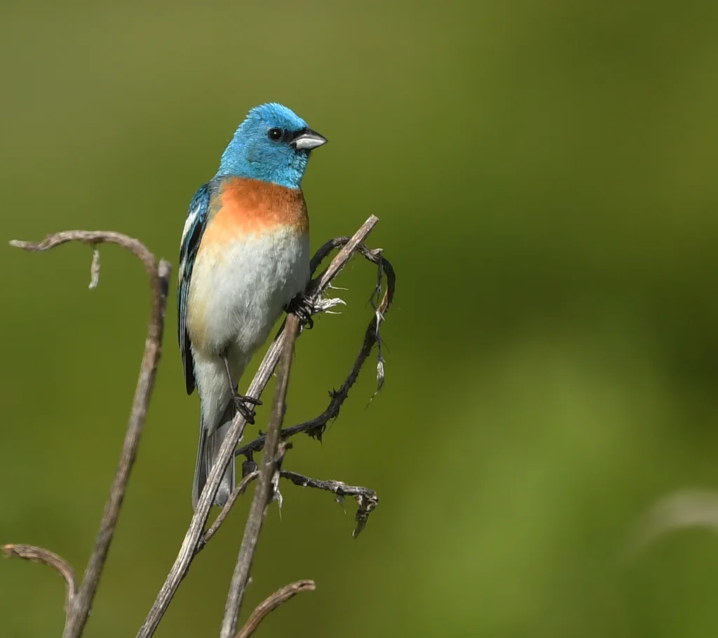 白腹蓝彩鹀(Passerina amoena)