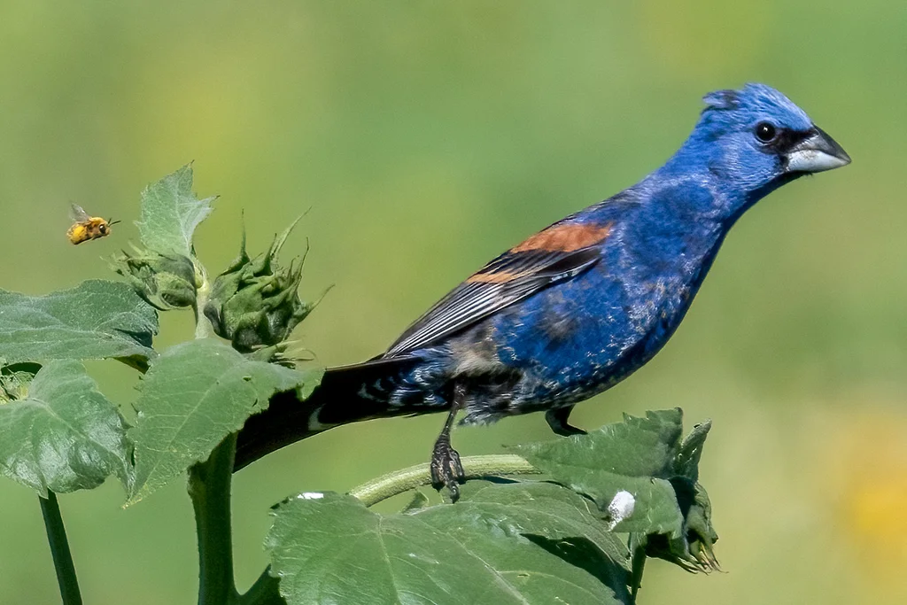 斑翅蓝彩鹀(Passerina caerulea)
