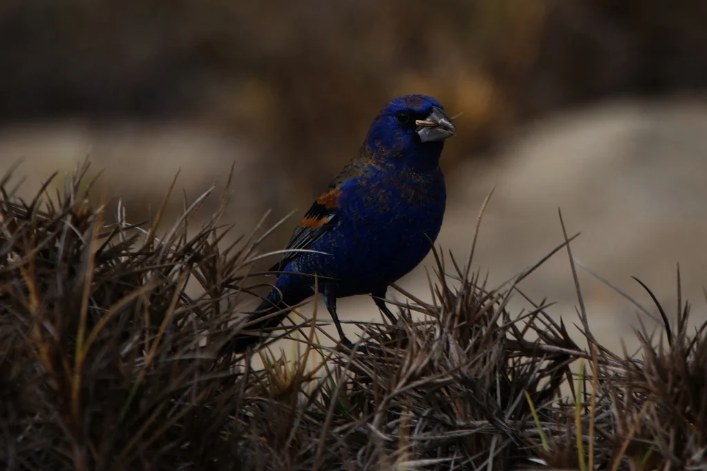 斑翅蓝彩鹀(Passerina caerulea)
