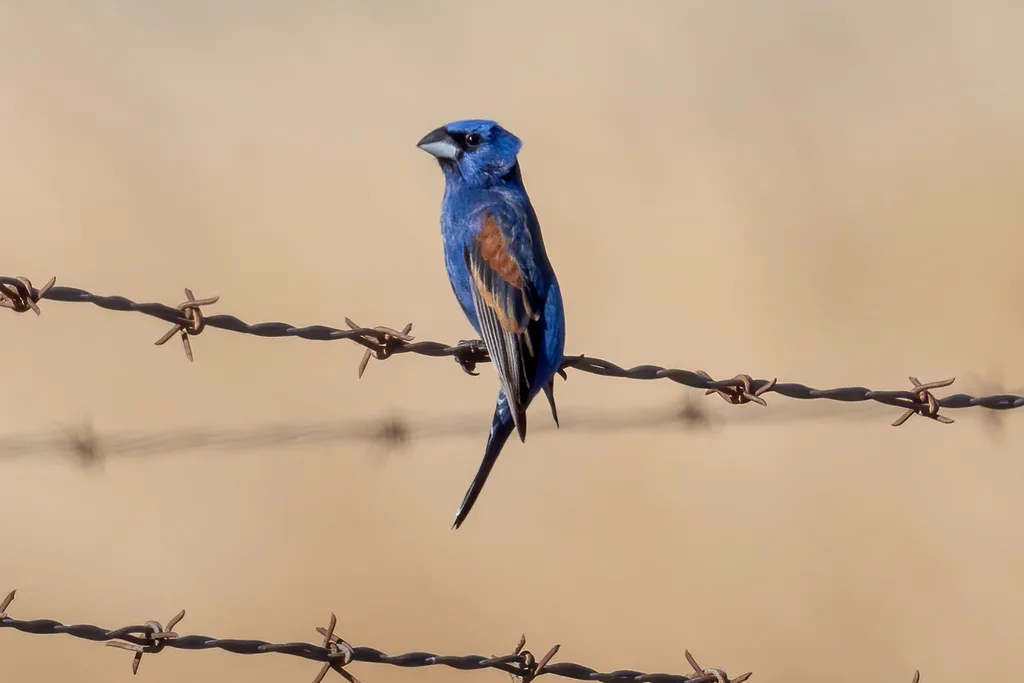斑翅蓝彩鹀(Passerina caerulea)