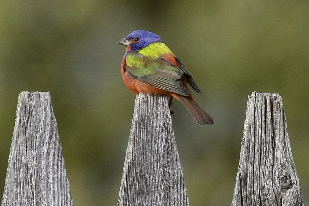 丽彩鹀(Passerina ciris)
