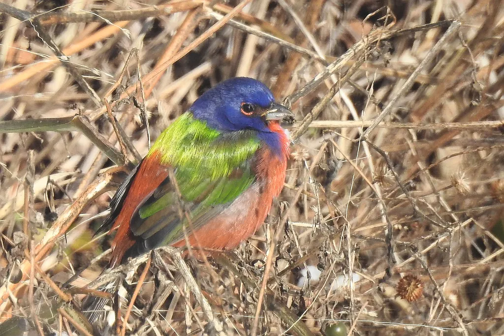 丽彩鹀(Passerina ciris)