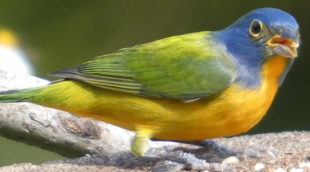 丽彩鹀(Passerina ciris)