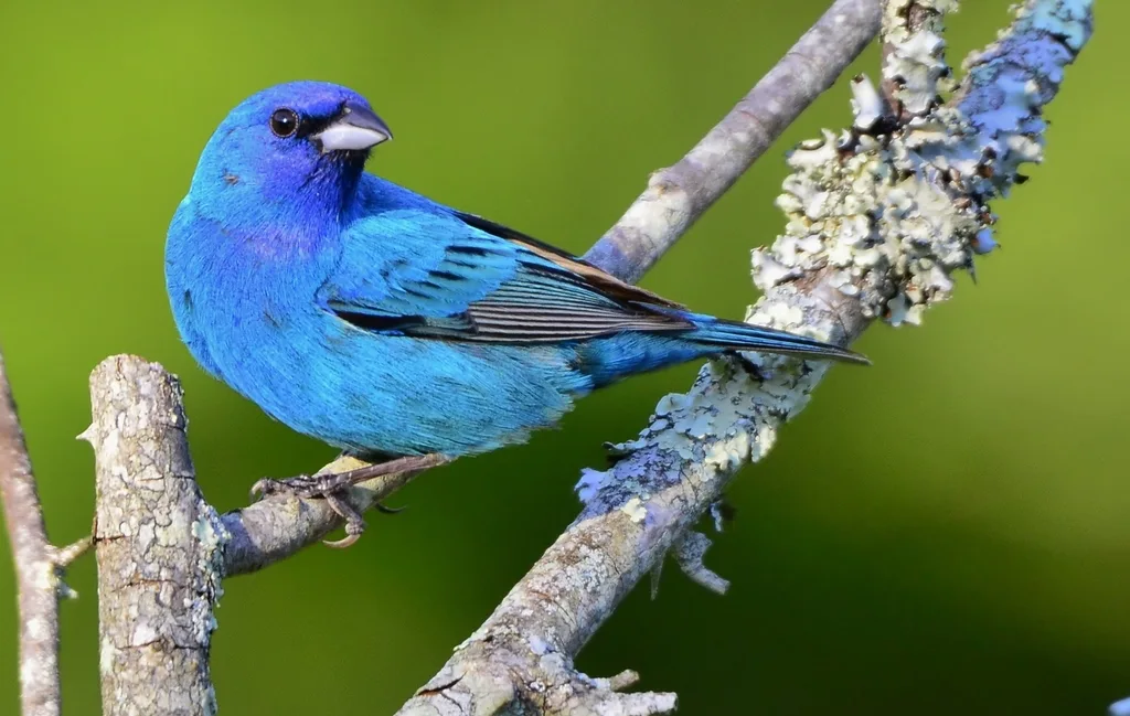 靛蓝彩鹀(Passerina cyanea)