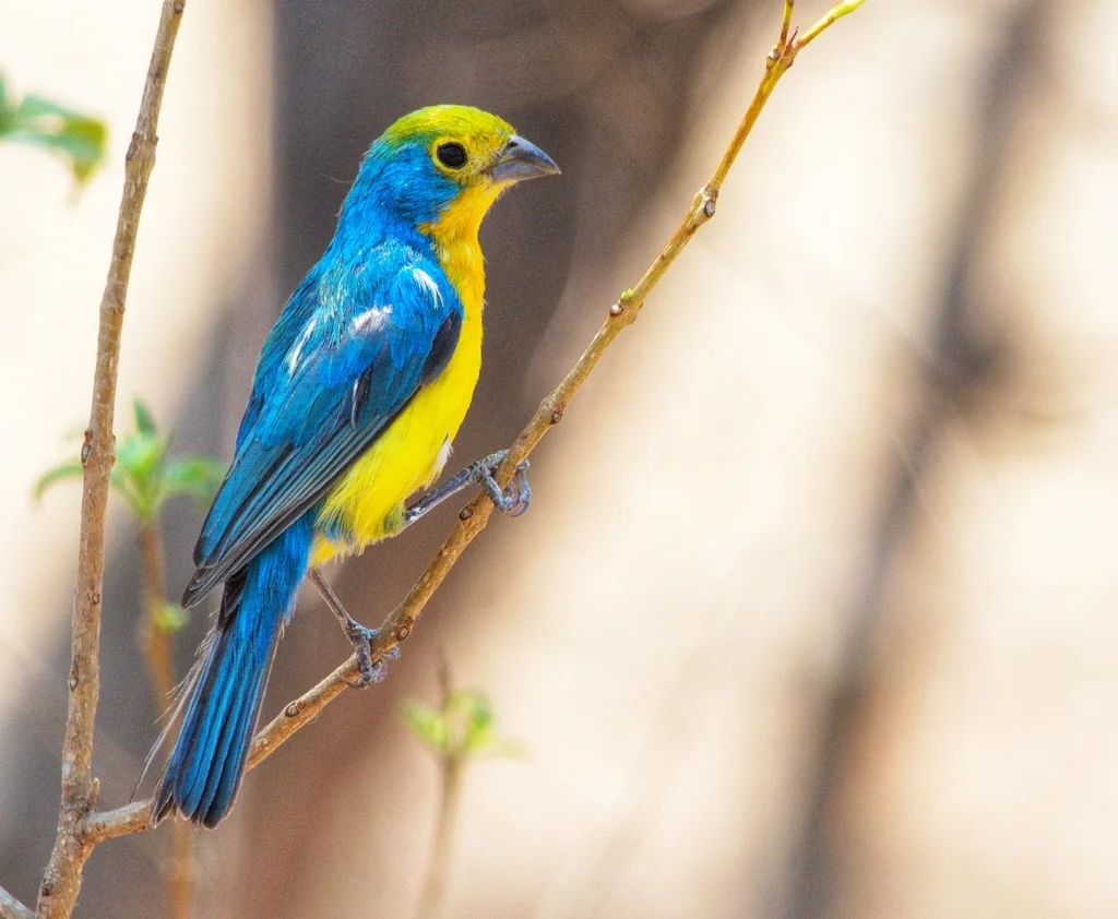 橙胸彩鹀(Passerina leclancherii)
