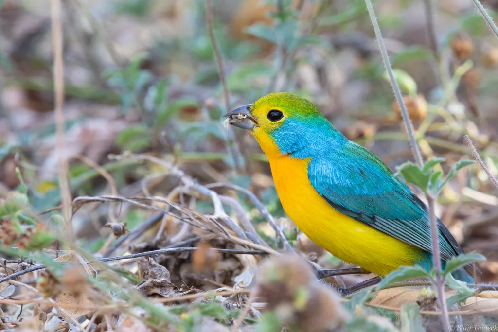 橙胸彩鹀(Passerina leclancherii)