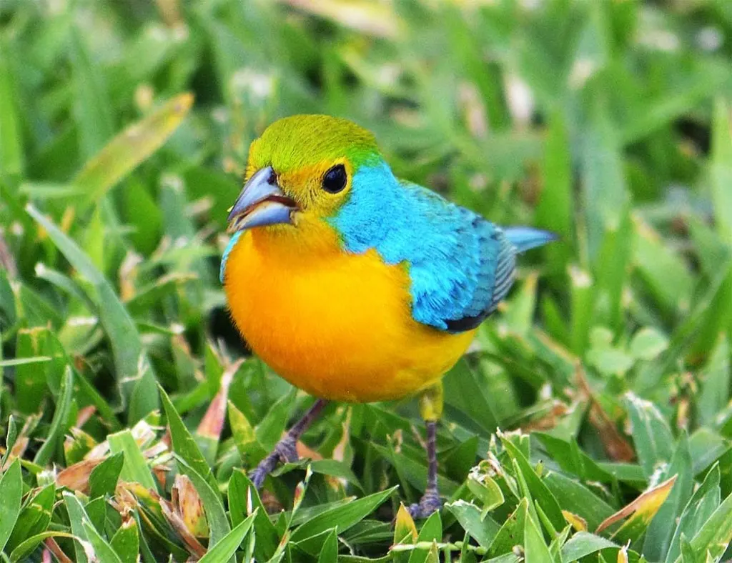 橙胸彩鹀(Passerina leclancherii)