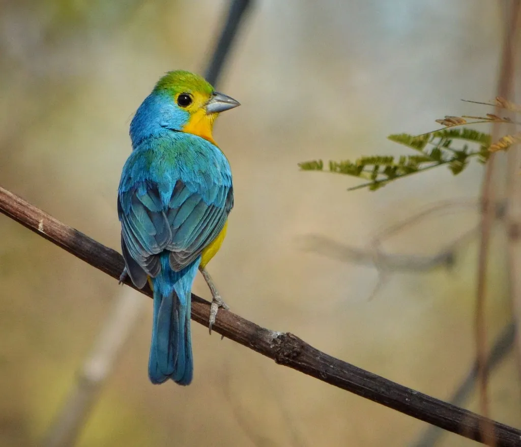 橙胸彩鹀(Passerina leclancherii)