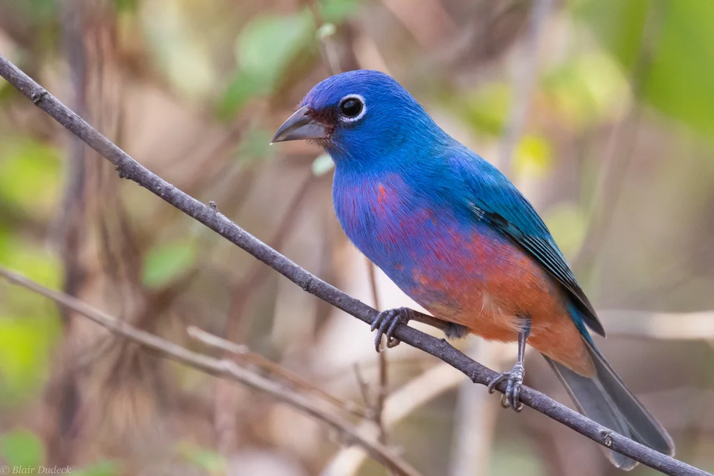 粉腹彩鹀(Passerina rositae)