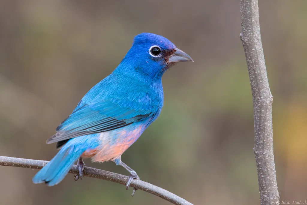 粉腹彩鹀(Passerina rositae)