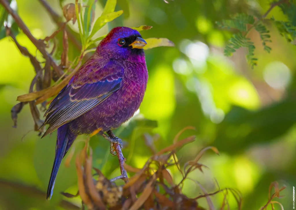 杂色彩鹀(Passerina versicolor)