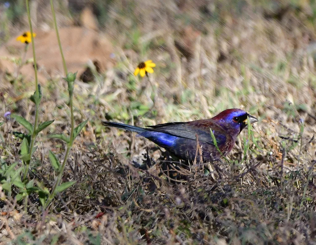 杂色彩鹀(Passerina versicolor)
