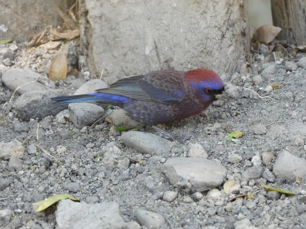 杂色彩鹀(Passerina versicolor)