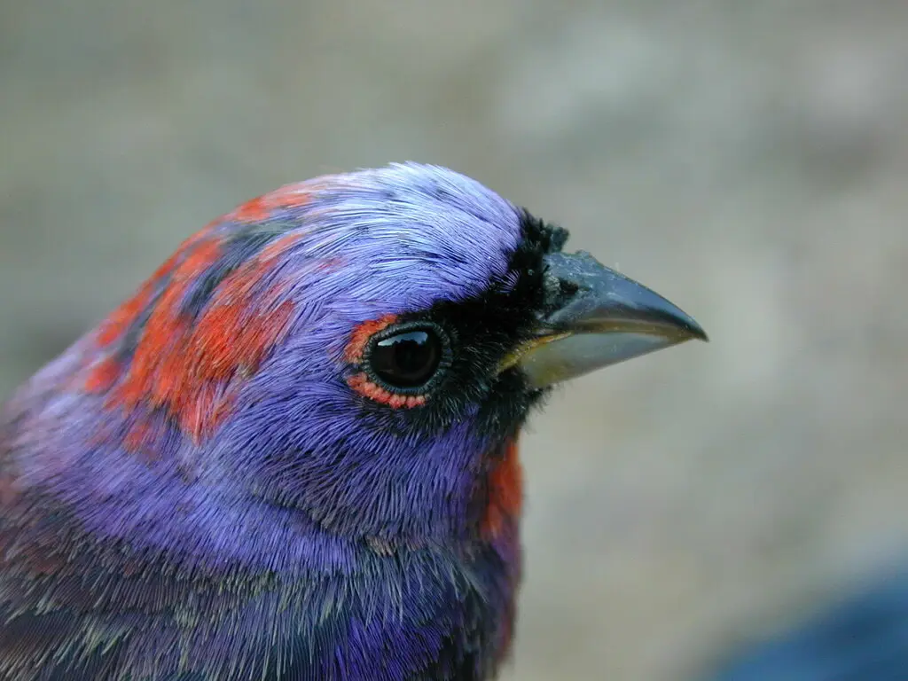 杂色彩鹀(Passerina versicolor)