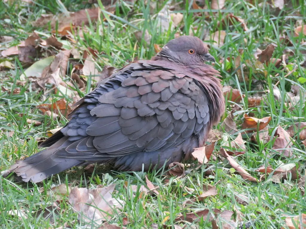 智利鸽(Patagioenas araucana)