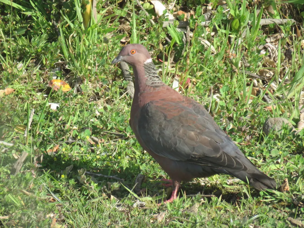 智利鸽(Patagioenas araucana)