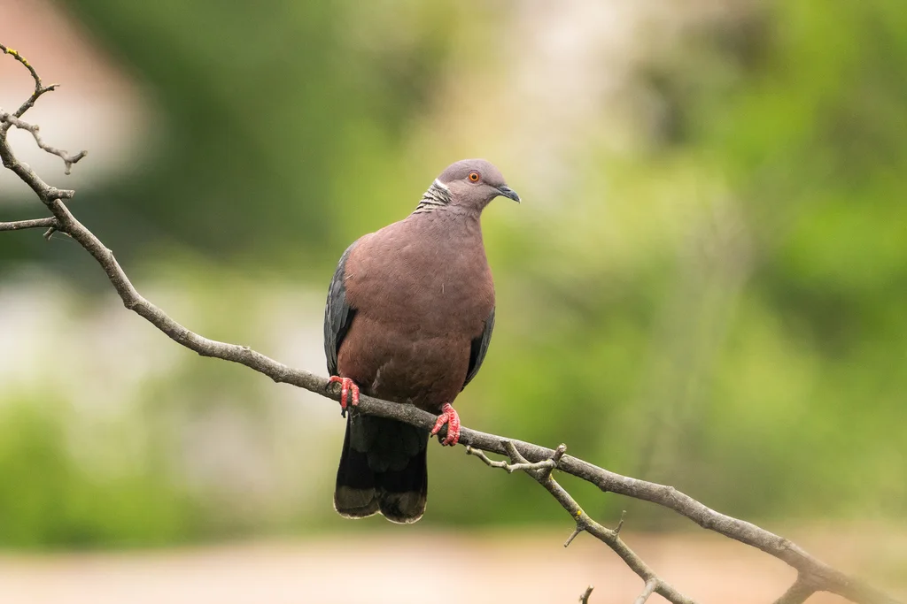 智利鸽(Patagioenas araucana)