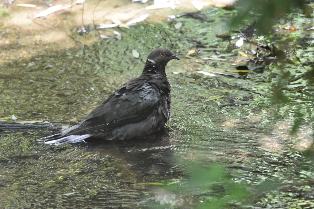 智利鸽(Patagioenas araucana)