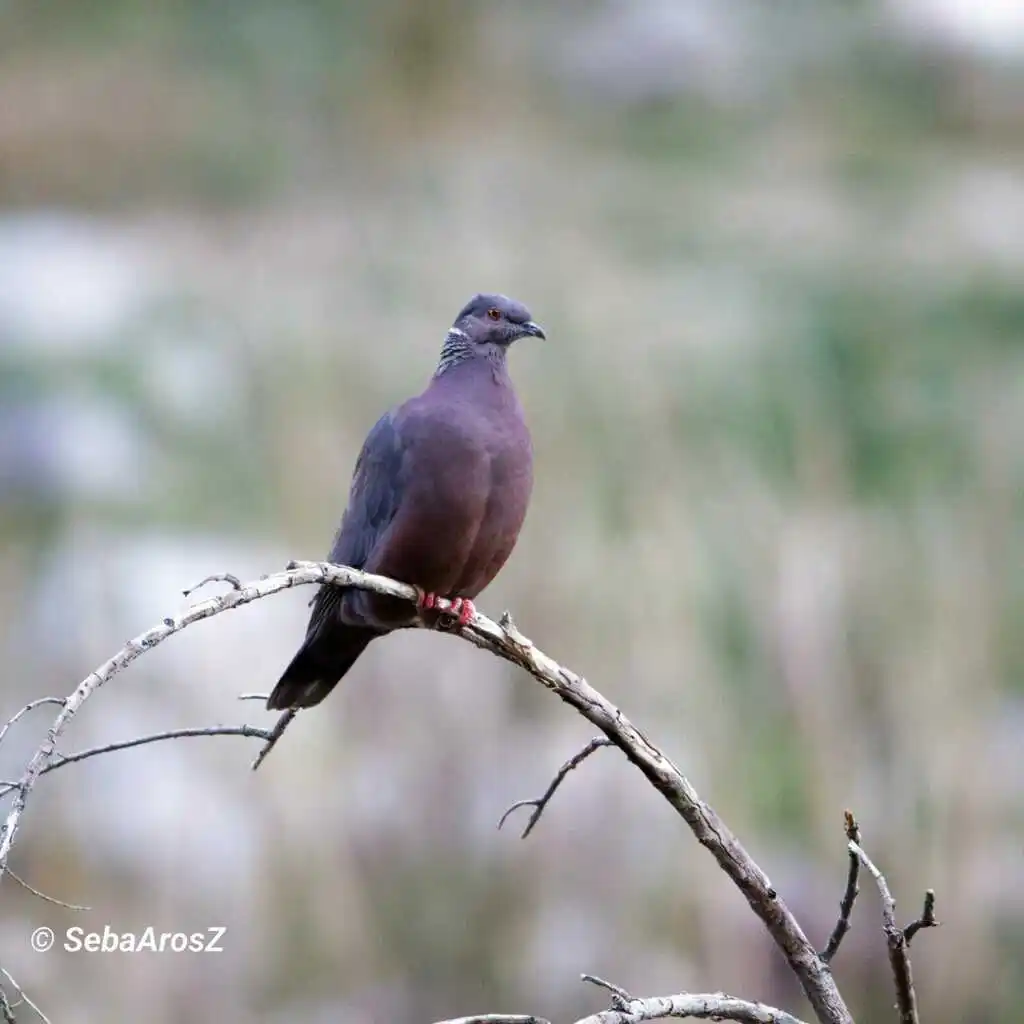 智利鸽(Patagioenas araucana)