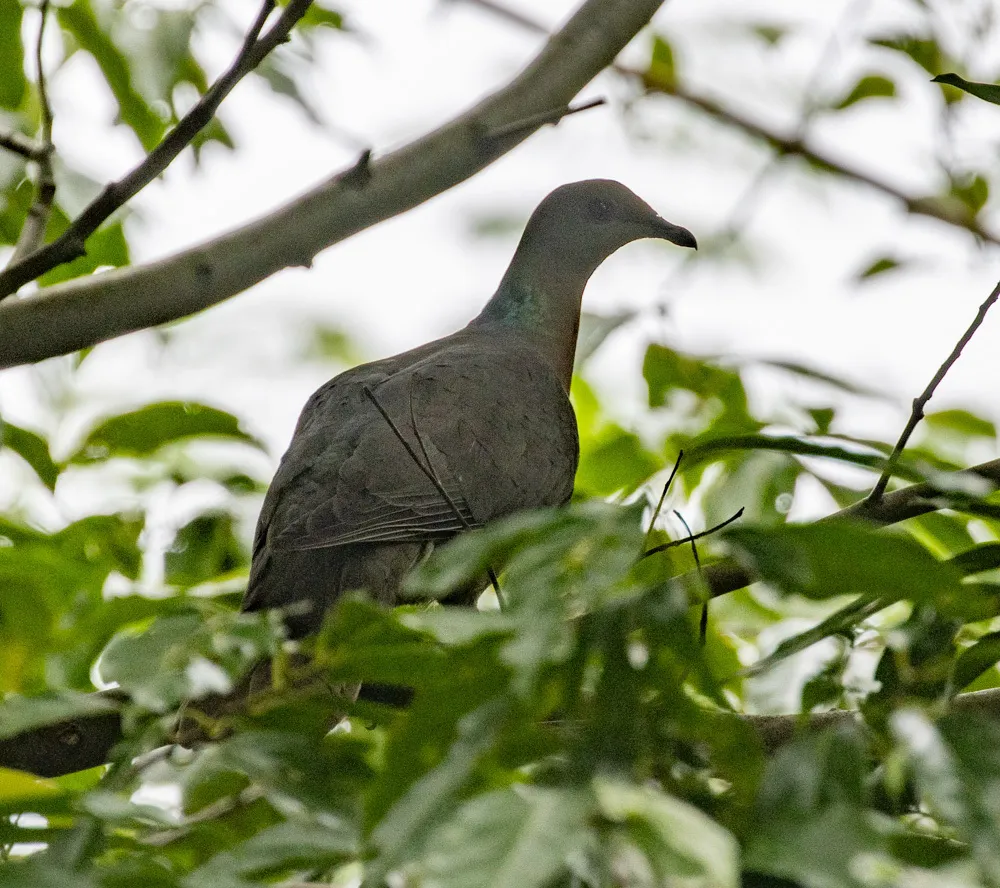 环尾鸽(Patagioenas caribaea)