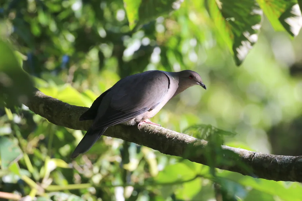 环尾鸽(Patagioenas caribaea)