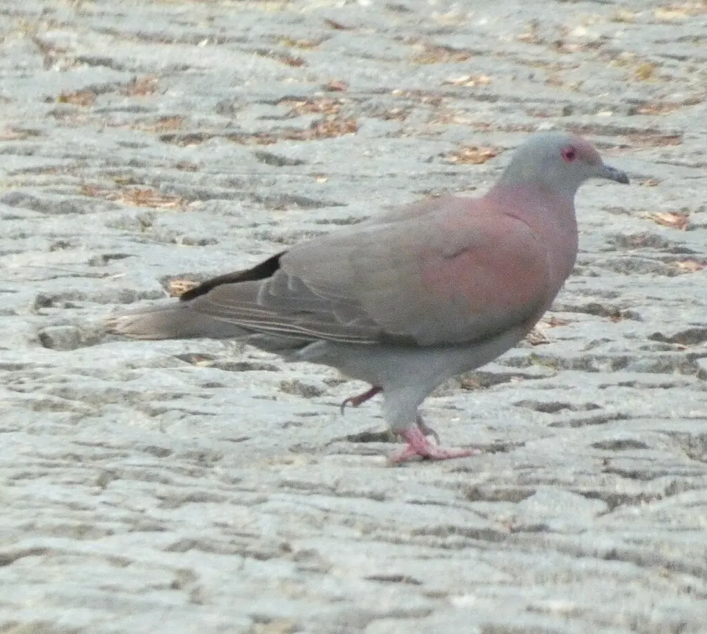 淡腹鸽(Patagioenas cayennensis)