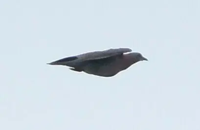 淡腹鸽(Patagioenas cayennensis)