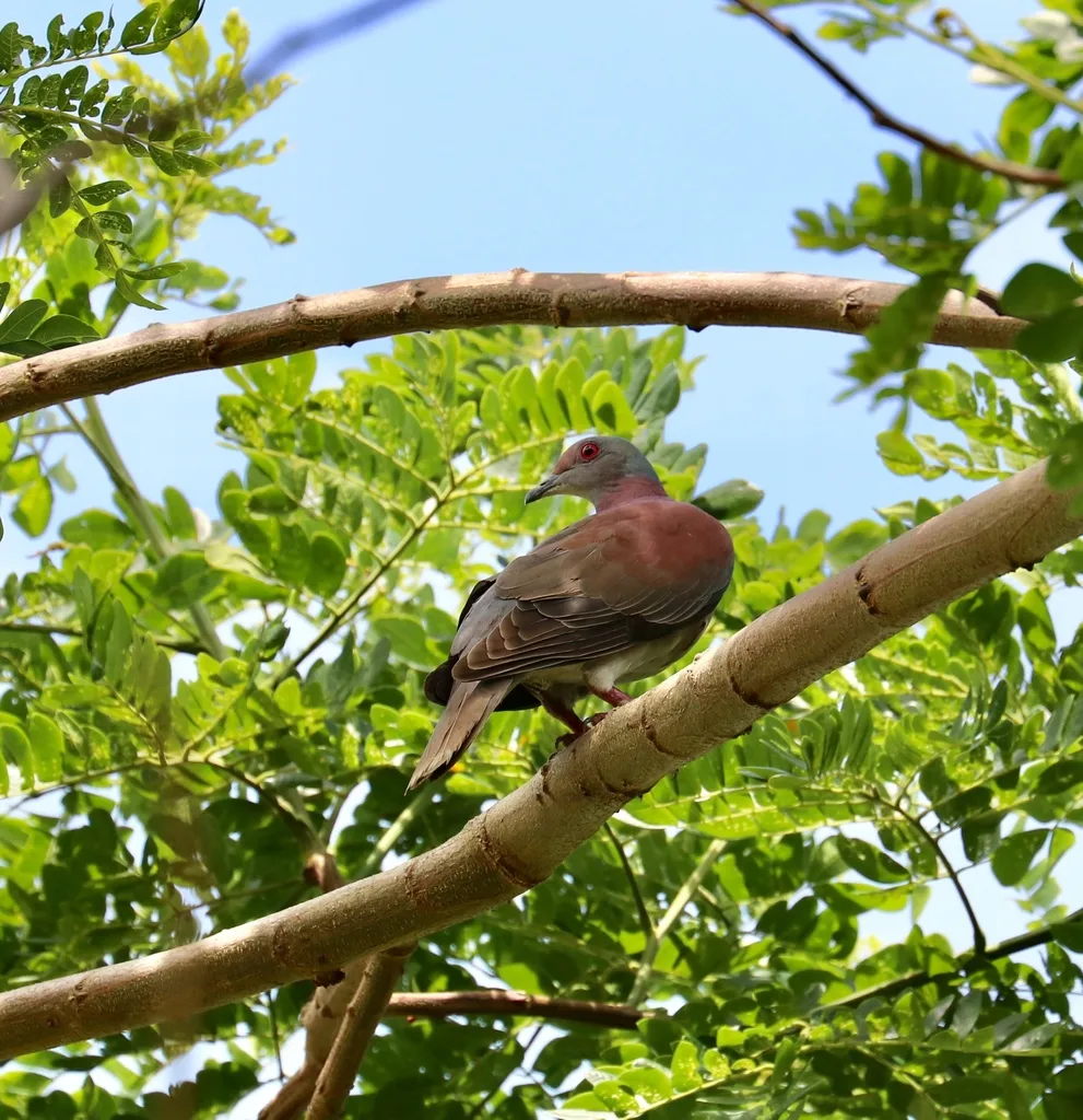 淡腹鸽(Patagioenas cayennensis)