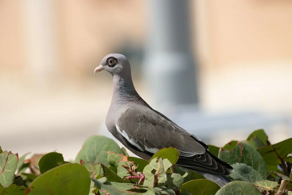 裸眶鸽(Patagioenas corensis)